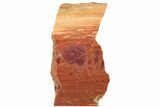 Colorful, Petrified Wood (Araucarioxylon) Stand-up - Arizona #199033-1